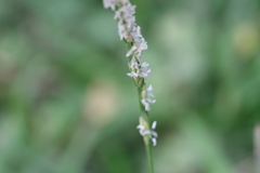 Bothriochloa pertusa